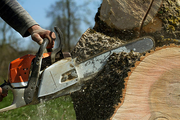 Tree Health Inspection in Hilltop, SC